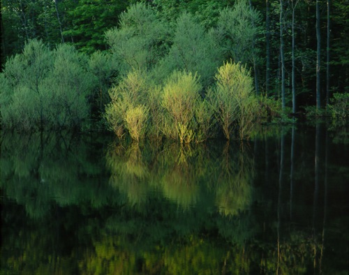 Passaic River 2, Great Swamp National Wildlife Refuge, NJ (MF).jpg